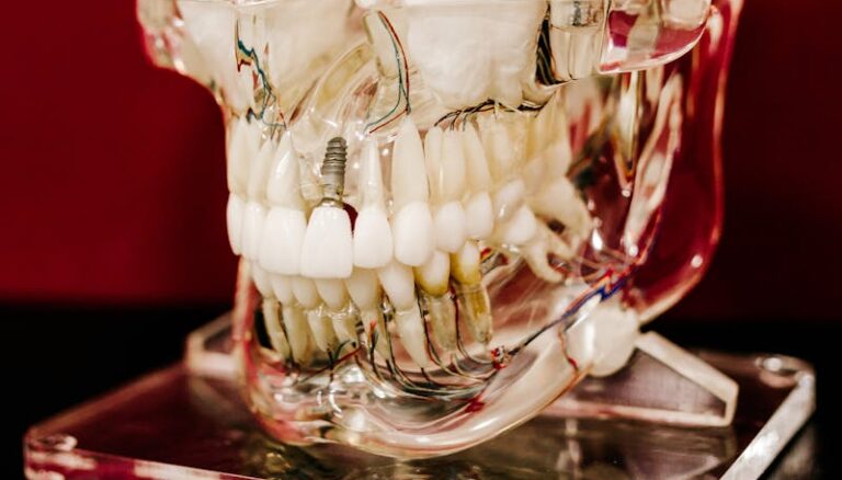 szklany model szczęki